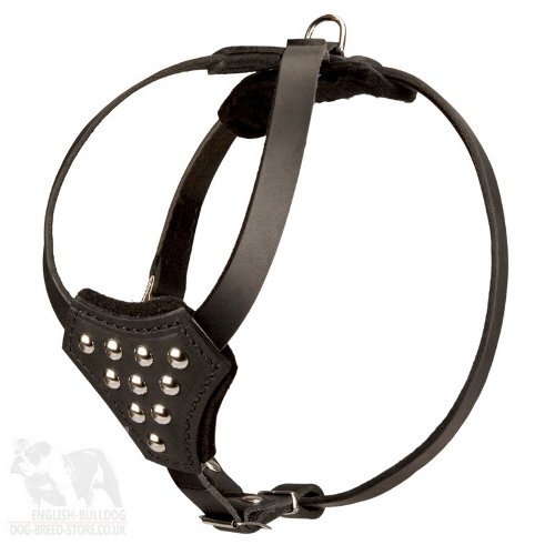 Boston Terrier Harness Leather with Studs for Walking, Training